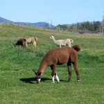 Lodge View Llama Field