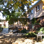 Lodge Exterior Maple Tree